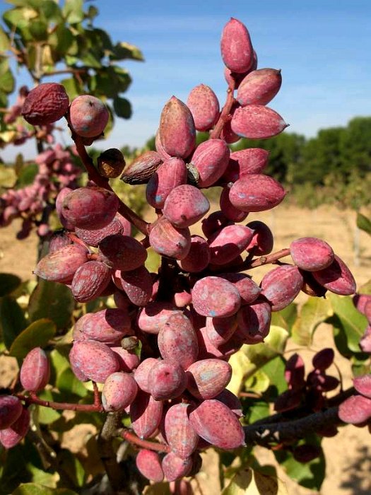 Fruto de pistacho. Variedad Kerman (3)